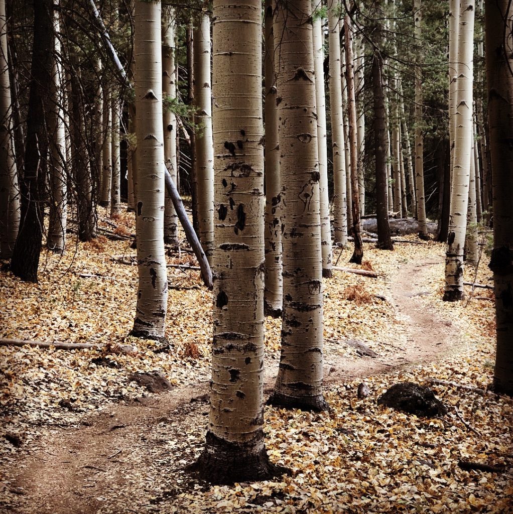 aspens trees single track