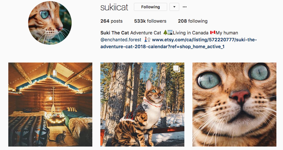 suki cat instagram