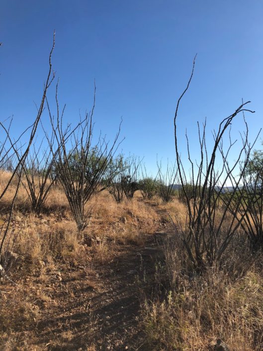 AZT Flora - arizona trail