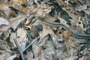 Appalachian Trail Day 52 - Pearisburg - Pine Swamp Branch Shelter