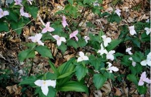 Appalachian Trail Day 63 - North Fork of Piney River - Montebello Dutch Haus B&B