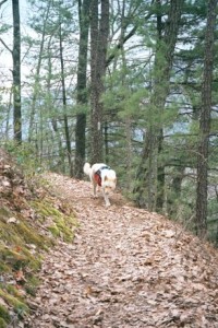 Appalachian Trail Day 25 - Roaring Fork Shelter - Hot Springs, NC