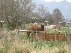 Camellia the Camel - PCT 2007 Day 5 - County Line Park - Fort Stevens State Park, OR