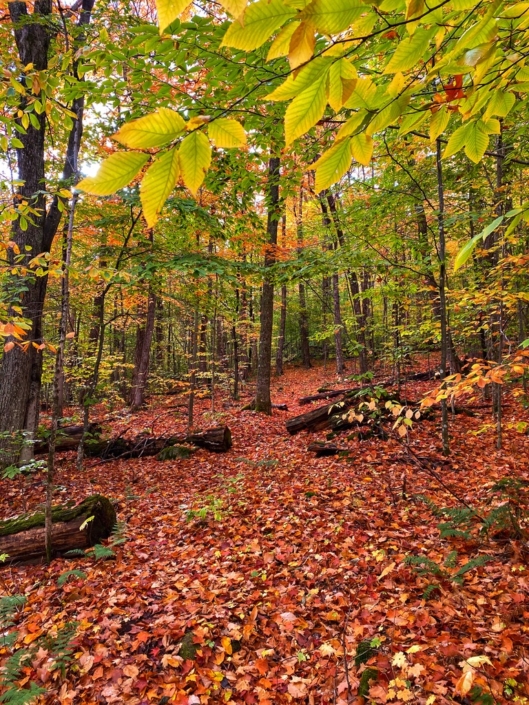 Fall, leaves, NEHH, hiking